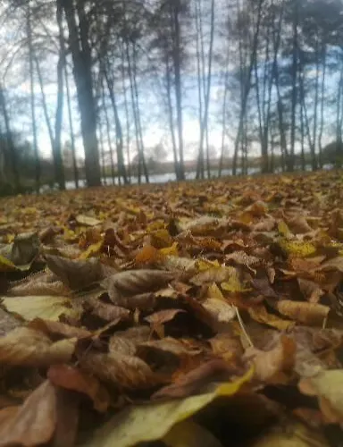 Cyprianówka Warszowice