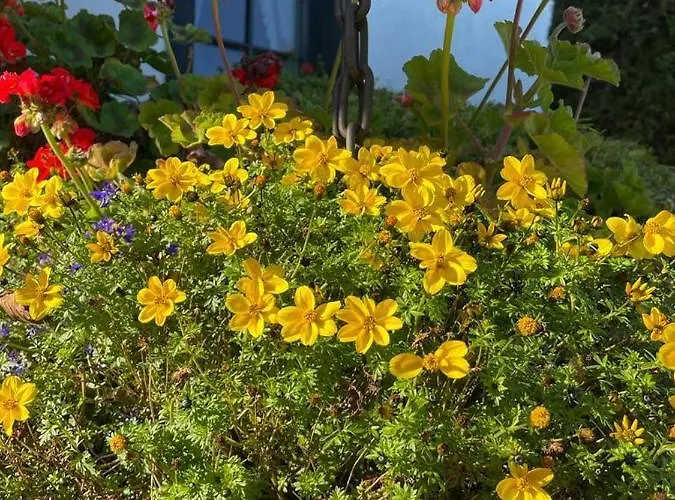 Cyprianówka Warszowice